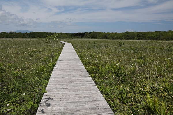 標津湿原（ポー川史跡自然公園）の写真