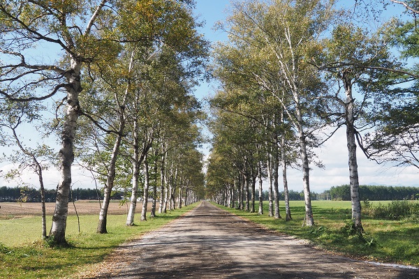 十勝牧場の白樺並木（十勝平野の並木道）の写真