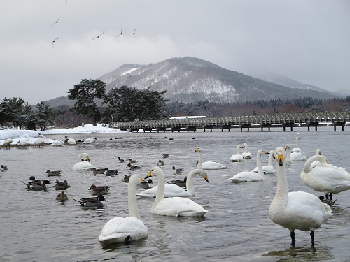 浅所海岸の白鳥(小湊のハクチョウ)の写真