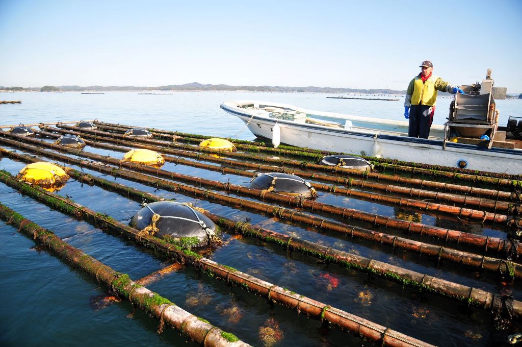浦戸諸島のノリひび(海苔網)・カキ棚の風景の写真
