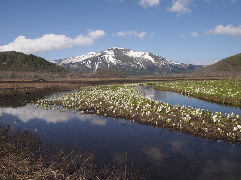 尾瀬ヶ原の写真