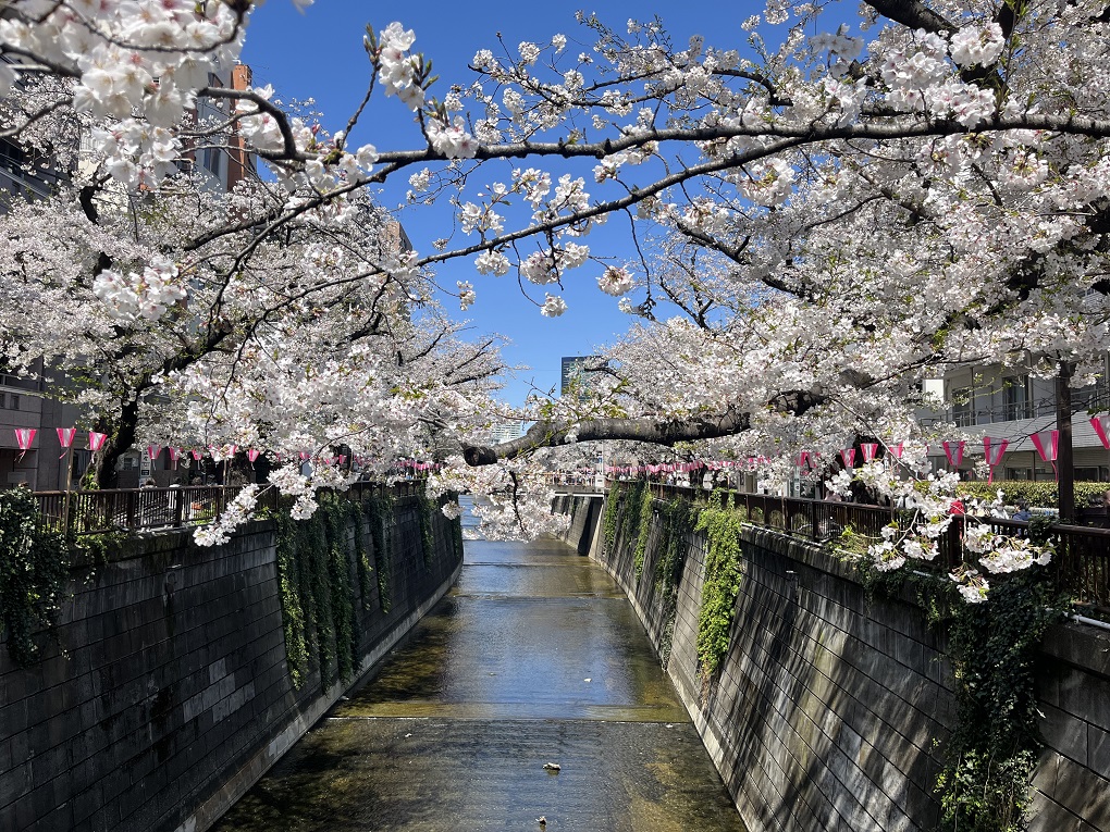 目黒川のサクラの写真