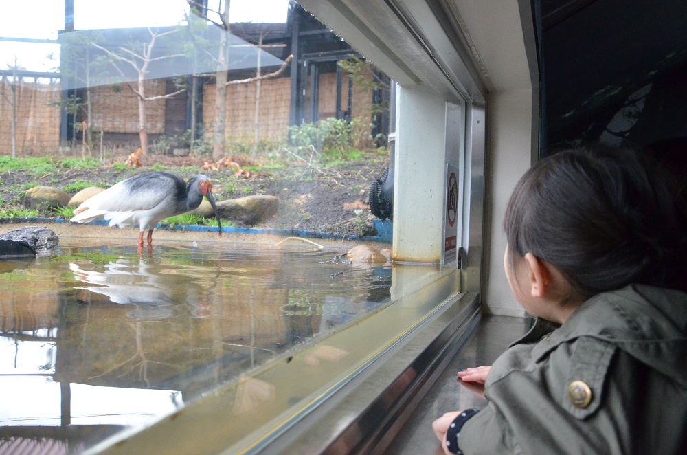 トキの森公園の写真