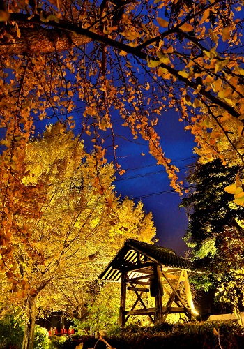 祖父江のイチョウの写真