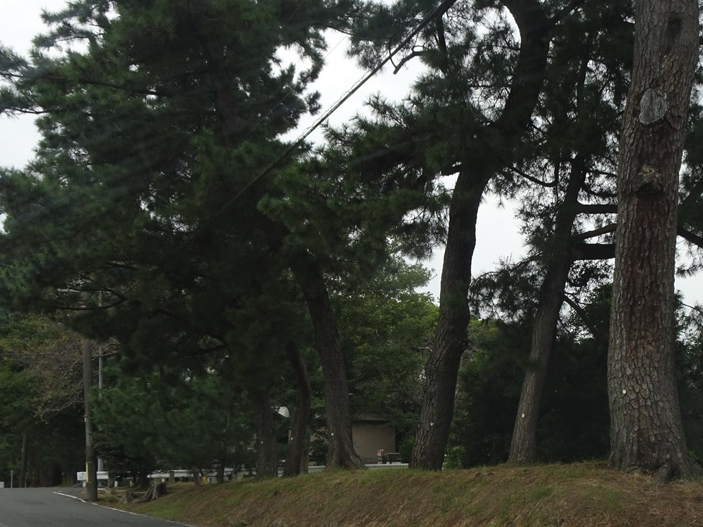 御油のマツ並木の写真