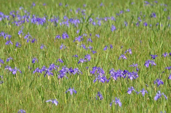 小堤西池のカキツバタ群落の写真