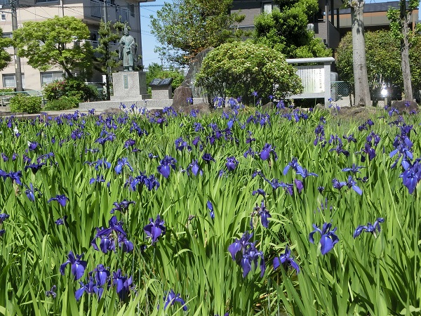 八橋かきつばた園の写真